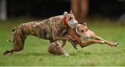 30 December 2014; Fortfield Fern, red collar, in action against Wickham Way, white collar, during the Oaks Trial Stake at the Abbeyfeale Coursing Meeting in Co. Limerick. Picture credit: Stephen McCarthy / SPORTSFILE