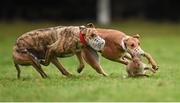 30 December 2014; Fortfield Fern, red collar, in action against Wickham Way, white collar, during the Oaks Trial Stake at the Abbeyfeale Coursing Meeting in Co. Limerick. Picture credit: Stephen McCarthy / SPORTSFILE