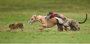 30 December 2014; Annual Exchange, white collar, in action against Sunday Session, red collar, during the Derby Trial Stake at the Abbeyfeale Coursing Meeting in Co. Limerick. Picture credit: Stephen McCarthy / SPORTSFILE