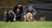 30 December 2014; Handlers look to catch Annual Exchange, white collar, after his course with Sunday Session, red collar, during the Derby Trial Stake at the Abbeyfeale Coursing Meeting in Co. Limerick. Picture credit: Stephen McCarthy / SPORTSFILE