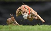 30 December 2014; The hare gets away from Skellig Mist during the Oaks Trial Stake at the Abbeyfeale Coursing Meeting in Co. Limerick. Picture credit: Stephen McCarthy / SPORTSFILE