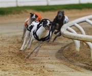 7 September 2007; Astronomic on its way to winning the paddypower.com open 575. Paddy Power Irish Greyhound Derby, Shelbourne Park, Ringsend, Dublin. Picture credit; Paul Mohan / SPORTSFILE