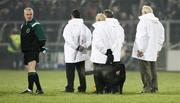 16 February 2008; A stray dog waits for the National Anthem. Allianz National Football League, Division 2, Round 2, Cavan v Monaghan, Kingspan Breffni Park, Cavan. Picture credit; Oliver McVeigh / SPORTSFILE