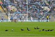 12 April 2015; A general view of pigeons on the pitch during the game between Dublin and Monaghan. Allianz Football League Division 1, Semi-Final, Dublin v Monaghan, Croke Park, Dublin. Picture credit: David Maher / SPORTSFILE