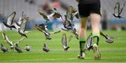 8 August 2015; Pigeons scatter from the pitch as a Mayo player approaches. GAA Football All-Ireland Junior Championship Final. Kerry v Mayo, Croke Park, Dublin. Picture credit: Stephen McCarthy / SPORTSFILE