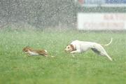 2 February 2009; Cois Luna in action during the first round of the Hotel Minella Oaks at the National Coursing Meeting. Powerstown Park, Clonmel, Co. Tipperary. Picture credit: David Maher / SPORTSFILE