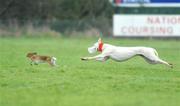 2 February 2009; Feora Time in action during the first round of the Hotel Minella Oaks at the National Coursing Meeting. Powerstown Park, Clonmel, Co. Tipperary. Picture credit: David Maher / SPORTSFILE