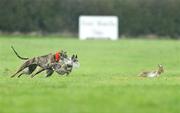2 February 2009; Glenlea Rosie, red collar, in action against Mardine Type, during the first round of the Hotel Minella Oaks at the National Coursing Meeting. Powerstown Park, Clonmel, Co. Tipperary. Picture credit: David Maher / SPORTSFILE