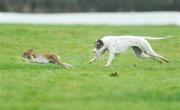 2 February 2009; Hollyoak Three in action during the first round of the Hotel Minella Oaks at the National Coursing Meeting. Powerstown Park, Clonmel, Co. Tipperary. Picture credit: David Maher / SPORTSFILE
