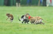 2 February 2009; Coshair Carla, red collar, in action against  Smarten Up during the first round of the Hotel Minella Oaks at the National Coursing Meeting. Powerstown Park, Clonmel, Co. Tipperary. Picture credit: David Maher / SPORTSFILE
