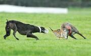 2 February 2009; Kincora On Line, white collar, in action against Coshair Pat during the first round of the Boylesports.com Derby at the National Coursing Meeting. Powerstown Park, Clonmel, Co. Tipperary. Picture credit: David Maher / SPORTSFILE