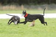 4 February 2009; Fortuna, white collar, turns the hare to beat Windgap View during the quarter finals of the Hotel Minella Oaks at the National Coursing Meeting. Powerstown Park, Clonmel, Co. Tipperary. Picture credit: David Maher / SPORTSFILE