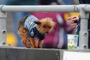 15 February 2009; Dublin supporter Bella the dog at the game. Allianz National Football League, Division 1, Round 2, Galway v Dublin, Pearse Stadium, Galway. Picture credit: Ray Ryan / SPORTSFILE