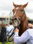 30 August 2015; Beacon Rock in the parade ring after winning the Irish Stallion Farms European Breeders Fund ridden by Joseph O'Brien. Curragh Racecourse, Curragh, Co. Kildare. Picture credit: Cody Glenn / SPORTSFILE