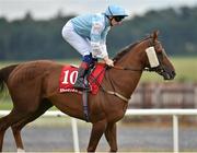 30 August 2015; Jockey Declan McDonogh rides Pintura to the start before the Tote Irish Cambridgeshire. Curragh Racecourse, Curragh, Co. Kildare. Picture credit: Cody Glenn / SPORTSFILE