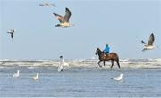 10 September 2015; Strait of Zanzibar, with Jock Hunter up, ride through the surf before the races begin. Laytown Races, Laytown, Co. Meath. Picture credit: Cody Glenn / SPORTSFILE