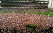 2 August 1998; Kildare supporters celebrate after the Leinster GAA Football Senior Championship Final match between Kildare and Meath at Croke Park in Dublin. Photo by Damien Eagers/Sportsfile