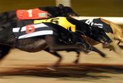 12 September 2009; College Causeway, 5, on its way to winning the paddypower.com Irish Greyhound Derby Final. paddypower.com Irish Greyhound Derby, Shelbourne Park, Dublin. Picture credit: Stephen McCarthy / SPORTSFILE