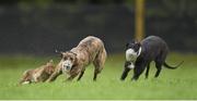 28 December 2015; Ballyverry River, left, and Cup of Ambition compete during the Corn na Feile all age at the Abbeyfeale Coursing Meeting in Co. Limerick. Picture credit: Stephen McCarthy / SPORTSFILE