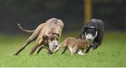 28 December 2015; Ballyverry River, left, and Cup of Ambition compete during the Corn na Feile all age at the Abbeyfeale Coursing Meeting in Co. Limerick. Picture credit: Stephen McCarthy / SPORTSFILE