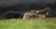 28 December 2015; Ballyverry River, right, and Cup of Ambition compete during the Corn na Feile all age at the Abbeyfeale Coursing Meeting in Co. Limerick. Picture credit: Stephen McCarthy / SPORTSFILE