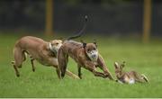 28 December 2015; Take A Hike, right, and Rossies Kingdom compete during the Corn na Feile all age at the Abbeyfeale Coursing Meeting in Co. Limerick. Picture credit: Stephen McCarthy / SPORTSFILE