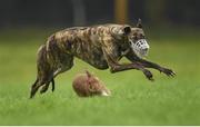 28 December 2015; A reserve dog runs during the interval at the Abbeyfeale Coursing Meeting in Co. Limerick. Picture credit: Stephen McCarthy / SPORTSFILE