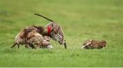 28 December 2015; Shimmerandshine, red collar, and Lagan Maria compete during the Corn na Feile Puppy at the Abbeyfeale Coursing Meeting in Co. Limerick. Picture credit: Stephen McCarthy / SPORTSFILE