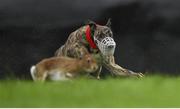 28 December 2015; Cree Delight competes during the Derby Trial Stakes at the Abbeyfeale Coursing Meeting in Co. Limerick. Picture credit: Stephen McCarthy / SPORTSFILE