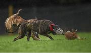 28 December 2015; Slippy Fingers, red collar, and Glanmore Dandy compete during the Derby Trial Stakes at the Abbeyfeale Coursing Meeting in Co. Limerick. Picture credit: Stephen McCarthy / SPORTSFILE