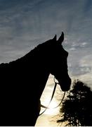 29 December 2015; A general view of the statue of Snow Fairy near the Parade Ring ahead of the days racing. Leopardstown Christmas Racing Festival, Leopardstown Racecourse, Dublin. Dublin. Picture credit: Brendan Moran / SPORTSFILE