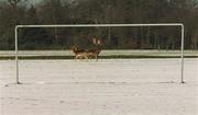 3 March 2001; Deer grazing in Dublin's Phoenix Park as all sporting events in Ireland have been postponed as a precautionary measure against Foot and Mouth disease. Photo by Ray McManus/Sportsfile