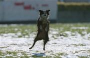 3 March 2001; &quot;Meg Ryan&quot; pictured retrieving the ball for owner Richard Ryan at Kilnamanagh playing fields, in Dublin, as all sporting events in Ireland have been postponed as a precautionary measure against Foot and Mouth disease. Photo by Damien Eagers/Sportsfile