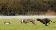 3 February 2010; Needham Time, white collar, turns the hare to beat Lady Nimble, in the quarter final of the Hotel Minella Oaks. 85th National Coursing Meeting - Wednesday, Powerstown Park, Clonmel, Co. Tipperary. Picture credit: Brian Lawless / SPORTSFILE