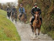 29 February 2016; Annie Power out on the gallops. Willie Mullins Stable Visit ahead of Cheltenham 2016. Closutton, Bagenalstown, Co. Carlow. Picture credit: Seb Daly / SPORTSFILE