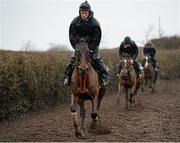 29 February 2016; Pont Alexandre out on the gallops. Willie Mullins Stable Visit ahead of Cheltenham 2016. Closutton, Bagenalstown, Co. Carlow. Picture credit: Seb Daly / SPORTSFILE