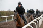 29 February 2016; Pont Alexandre out on the gallops. Willie Mullins Stable Visit ahead of Cheltenham 2016. Closutton, Bagenalstown, Co. Carlow. Picture credit: Seb Daly / SPORTSFILE