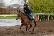 29 February 2016; Pont Alexandre on the gallops at Willie Mullins's stables ahead of the Cheltenham Festival. Willie Mullins Stable Visit ahead of Cheltenham 2016. Closutton, Bagenalstown, Co. Carlow. Picture credit: Brendan Moran / SPORTSFILE