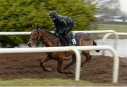 29 February 2016; Shaneshill on the gallops at Willie Mullins's stables ahead of the Cheltenham Festival. Willie Mullins Stable Visit ahead of Cheltenham 2016. Closutton, Bagenalstown, Co. Carlow. Picture credit: Brendan Moran / SPORTSFILE