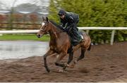29 February 2016; Don Poli on the gallops at Willie Mullins's stables ahead of the Cheltenham Festival. Willie Mullins Stable Visit ahead of Cheltenham 2016. Closutton, Bagenalstown, Co. Carlow. Picture credit: Brendan Moran / SPORTSFILE