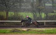 29 February 2016; Un De Sceaux on the gallops at Willie Mullins's stables ahead of the Cheltenham Festival. Willie Mullins Stable Visit ahead of Cheltenham 2016. Closutton, Bagenalstown, Co. Carlow. Picture credit: Brendan Moran / SPORTSFILE