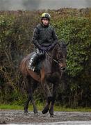 29 February 2016; Djakadam is brought in from the gallops at Willie Mullins's stables ahead of the Cheltenham Festival. Willie Mullins Stable Visit ahead of Cheltenham 2016. Closutton, Bagenalstown, Co. Carlow. Picture credit: Brendan Moran / SPORTSFILE