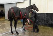 29 February 2016; Jockey Patrick Mullins washes down Black Hercules after the gallops at Willie Mullins's stables ahead of the Cheltenham Festival. Willie Mullins Stable Visit ahead of Cheltenham 2016. Closutton, Bagenalstown, Co. Carlow. Picture credit: Brendan Moran / SPORTSFILE