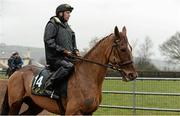 29 February 2016; Annie Power is brought in from the gallops at Willie Mullins's stables ahead of the Cheltenham Festival. Willie Mullins Stable Visit ahead of Cheltenham 2016. Closutton, Bagenalstown, Co. Carlow. Picture credit: Brendan Moran / SPORTSFILE