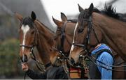 29 February 2016; Vautour, right, with Don Poli, left, Valseur Lido, centre, at trainer Willie Mullins's stables ahead of the Cheltenham Festival. Willie Mullins Stable Visit ahead of Cheltenham 2016. Closutton, Bagenalstown, Co. Carlow. Picture credit: Seb Daly / SPORTSFILE