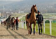 14 March 2016; Ruby Walsh, with Annie Power, ahead of the Cheltenham Racing Festival 2016. Prestbury Park, Cheltenham, Gloucestershire, England.  Picture credit: Seb Daly / SPORTSFILE