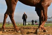 14 March 2016; Trainer Willie Mullins on the gallops ahead of the Cheltenham Racing Festival 2016. Prestbury Park, Cheltenham, Gloucestershire, England. Picture credit: Cody Glenn / SPORTSFILE