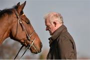 14 March 2016; Trainer Willie Mullins with Uncle Junior on the gallops ahead of the Cheltenham Racing Festival 2016. Prestbury Park, Cheltenham, Gloucestershire, England. Picture credit: Cody Glenn / SPORTSFILE