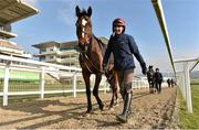 14 March 2016; Min is led fromthe course by Niall Kelly after the gallops ahead of the Cheltenham Racing Festival 2016. Prestbury Park, Cheltenham, Gloucestershire, England. Picture credit: Cody Glenn / SPORTSFILE