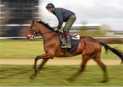 16 March 2016; Patrick Mullins rides Dicosimo on the gallops ahead of day 2 of the races. Prestbury Park, Cheltenham, Gloucestershire, England. Picture credit: Cody Glenn / SPORTSFILE